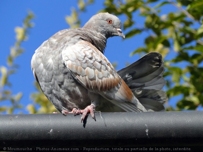 Photo de Pigeon