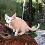 Photo de Devon rex