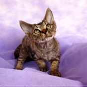 Photo de Devon rex