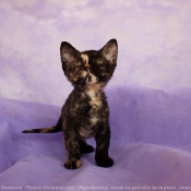 Photo de Devon rex