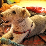 Photo de Fox terrier  poil dur