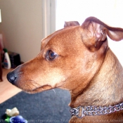 Photo de Pinscher nain