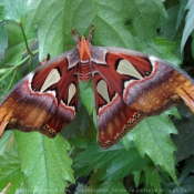 Photo de Papillon