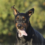 Photo de Dobermann