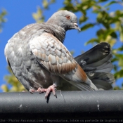 Photo de Pigeon