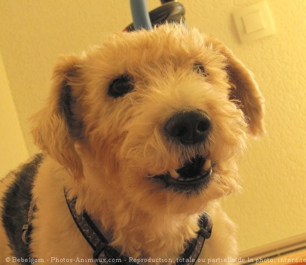 Photo de Fox terrier  poil dur