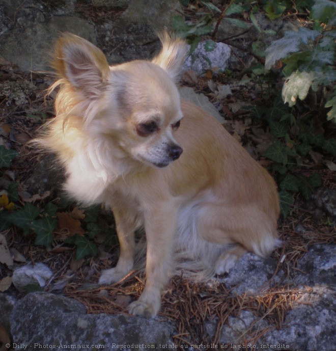 Photo de Chihuahua  poil long