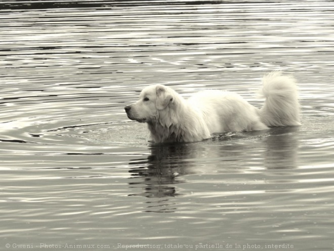 Photo de Chien de montagne des pyrnes