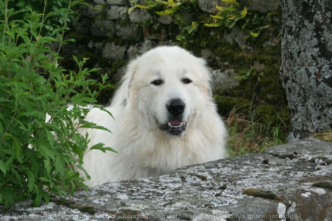 Photo de Chien de montagne des pyrnes