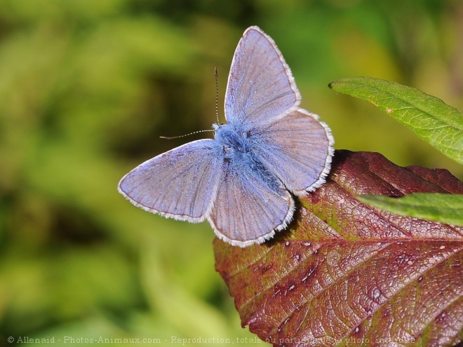 Photo de Papillon - le bel argus