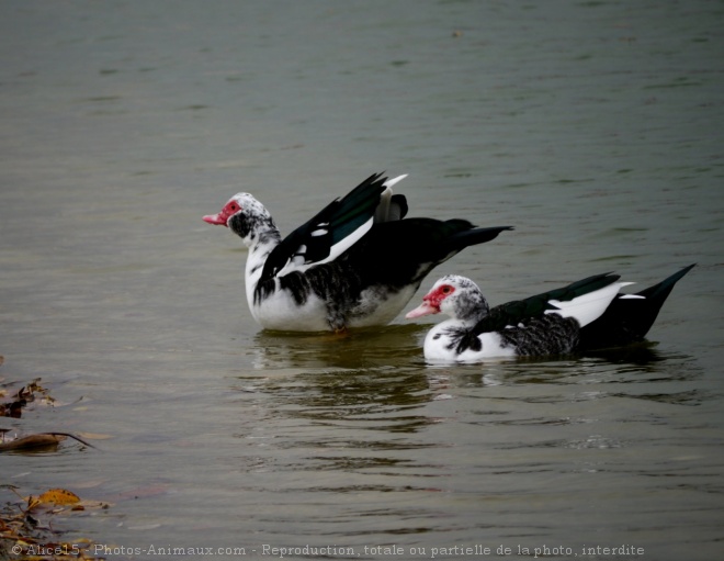 Photo de Canard de barbarie