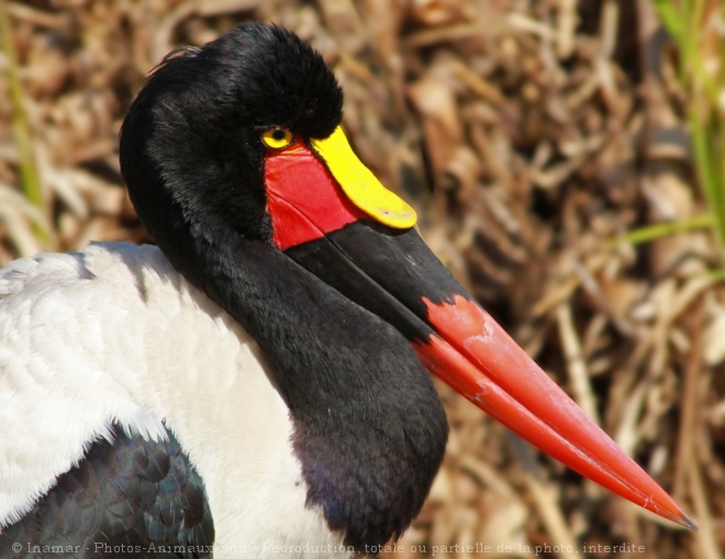 Photo de Jabiru