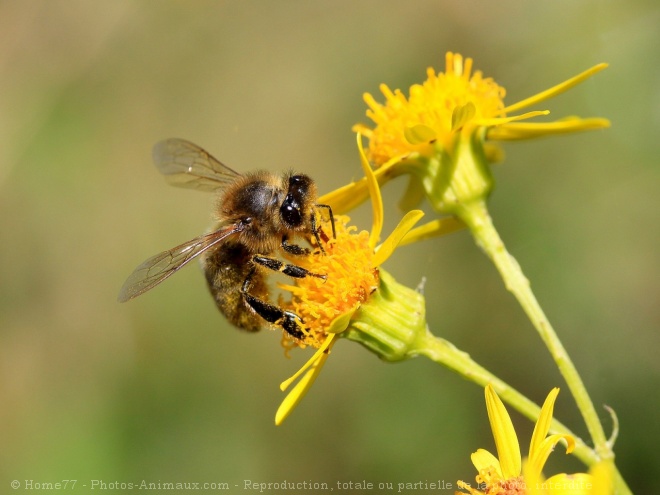 Photo d'Abeille