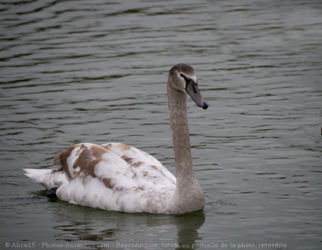 Photo de Cygne