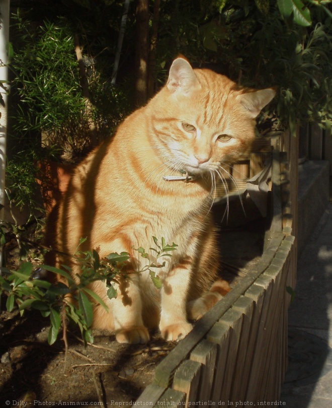 Photo de Chat domestique