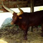 Photo de Watusi