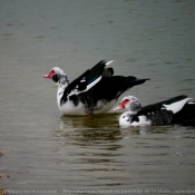 Photo de Canard de barbarie