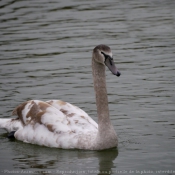 Photo de Cygne