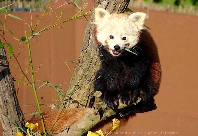 Photo de Panda roux