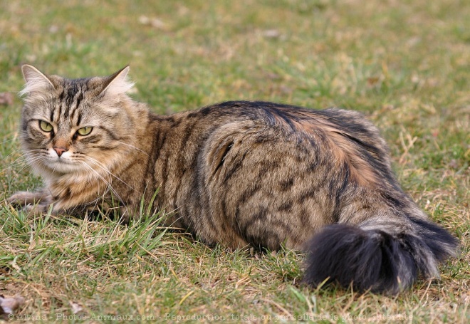 Photo de Chat domestique