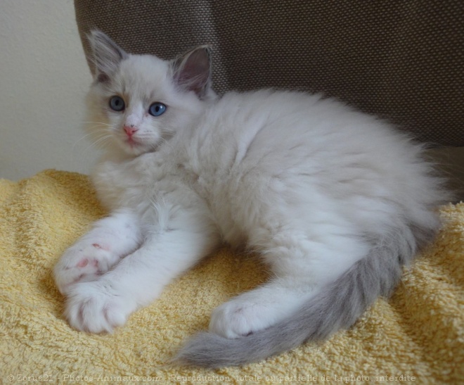 Photo de Ragdoll