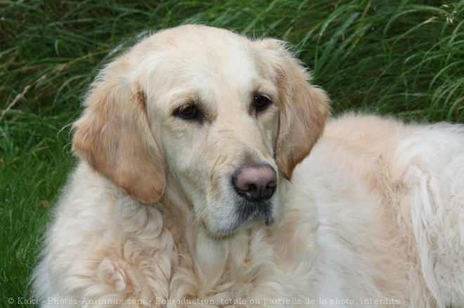 Photo de Golden retriever