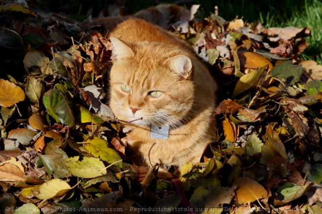 Photo de Chat domestique