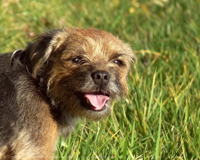 Photo de Border terrier