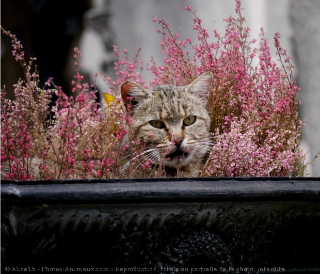 Photo de Chat domestique