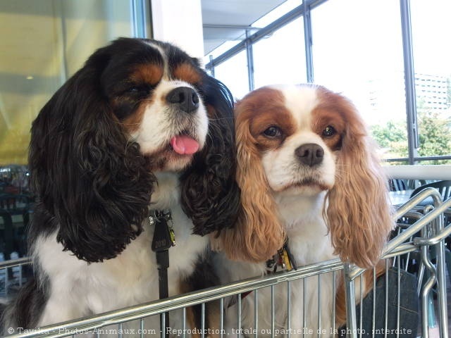 Photo de Cavalier king charles spaniel