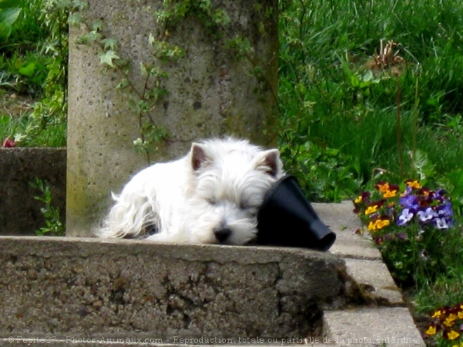 Photo de West highland white terrier