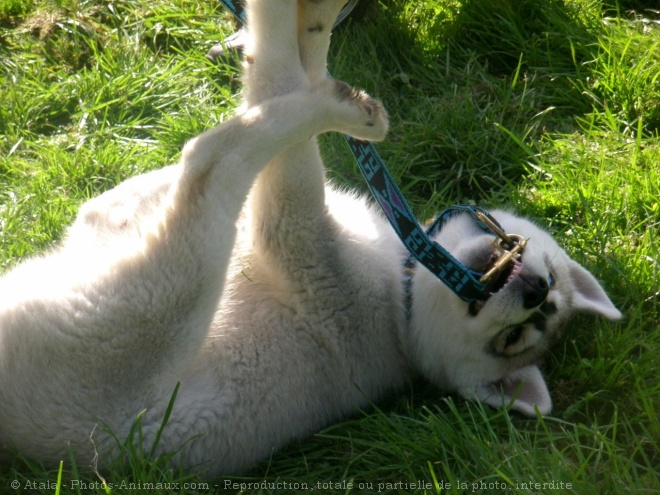 Photo de Husky siberien