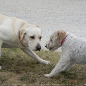 Photo de Fox terrier  poil dur