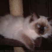 Photo de Ragdoll