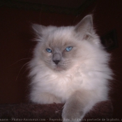 Photo de Ragdoll