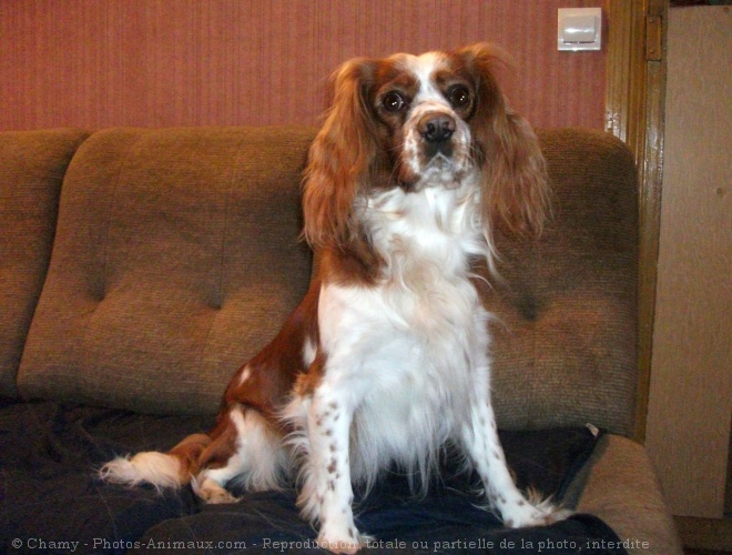 Photo de Cavalier king charles spaniel