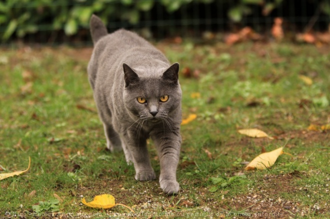 Photo de Chartreux