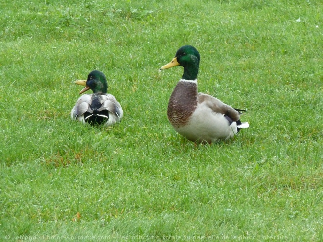 Photo de Canard colvert