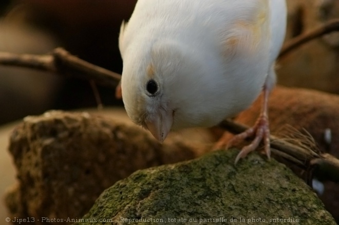 Photo de Canari