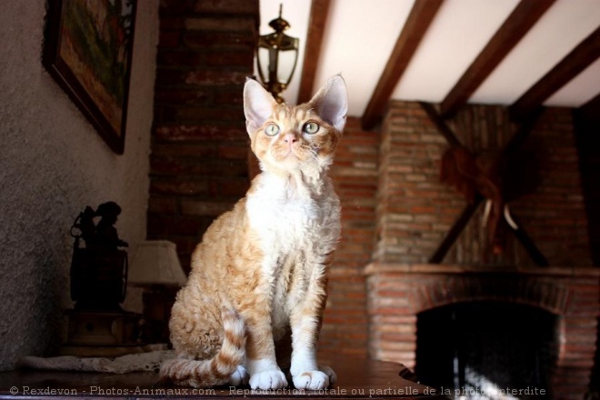 Photo de Devon rex