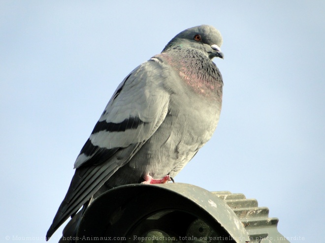 Photo de Pigeon