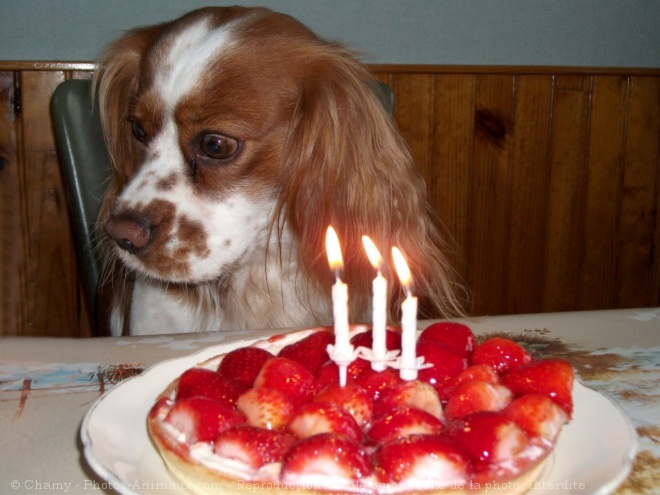 Photo de Cavalier king charles spaniel