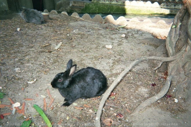 Photo de Lapin