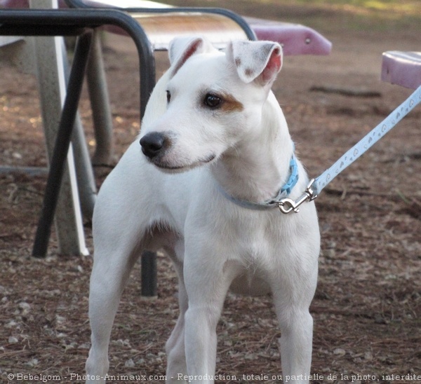 Photo de Parson russell terrier