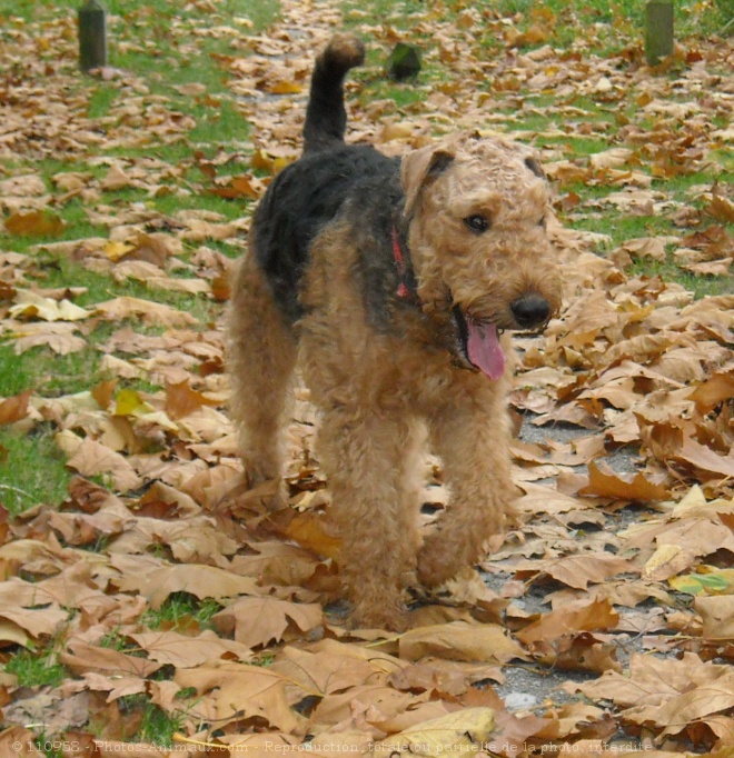 Photo d'Airedale terrier