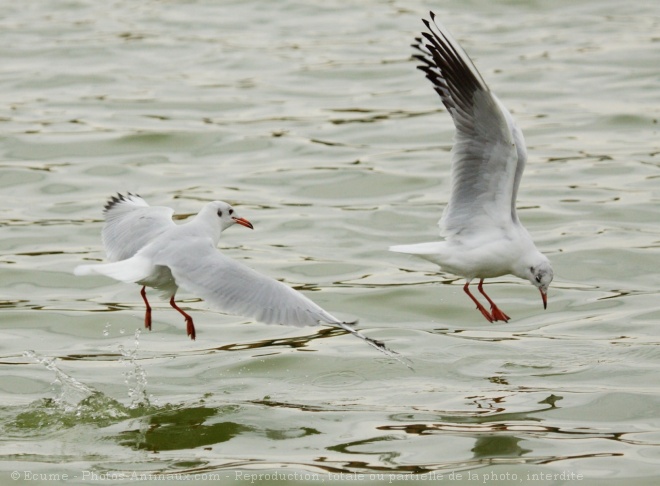 Photo de Mouette