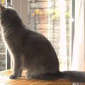 Photo de Nebelung