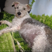 Photo de Fox terrier  poil dur