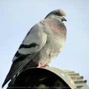 Photo de Pigeon