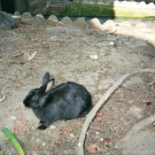 Photo de Lapin